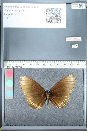 Media type: image;   Entomology 159264